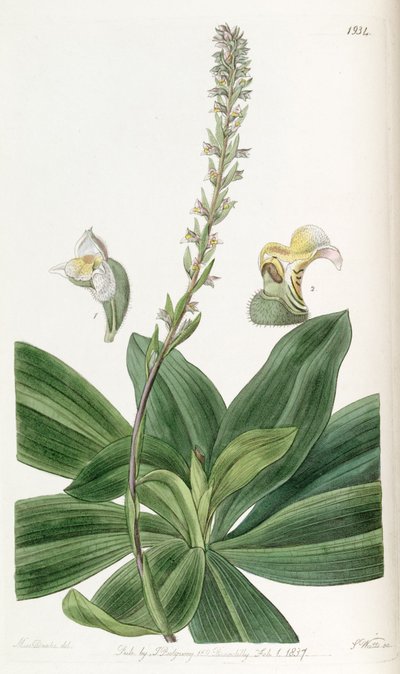 Brachystele bracteosa by Miss Drake